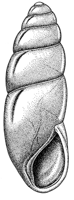 Cochlicopa morseana illustration